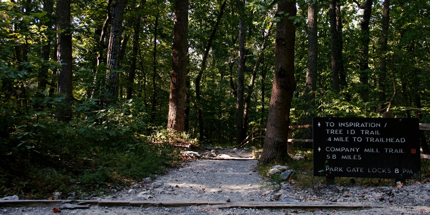 A forest path with trail markers surrounded by lush greenery and dappled sunlight.