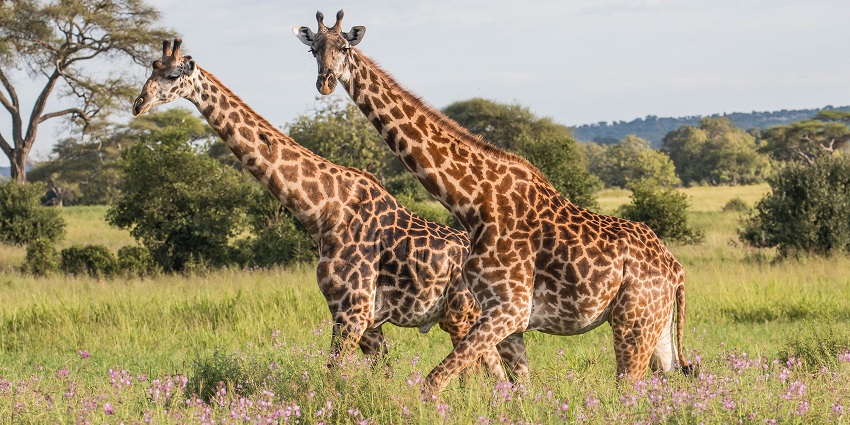 Giraffes roaming Tarangire National Park, one of the best places to visit in Africa in September's wildlife season