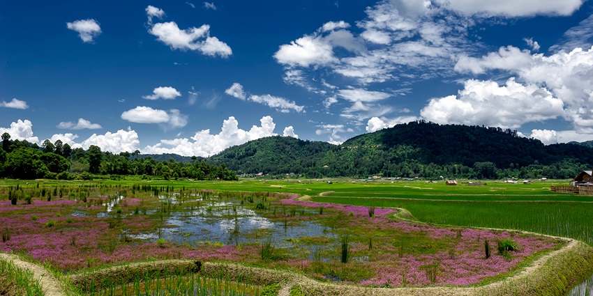 Paddy fish farm cultivation on a water body surrounded by greenery and distant hills.