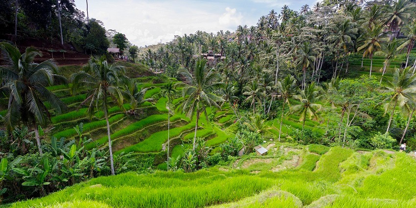 Marvel at the stunning, lush green rice terraces of Tegallalang.