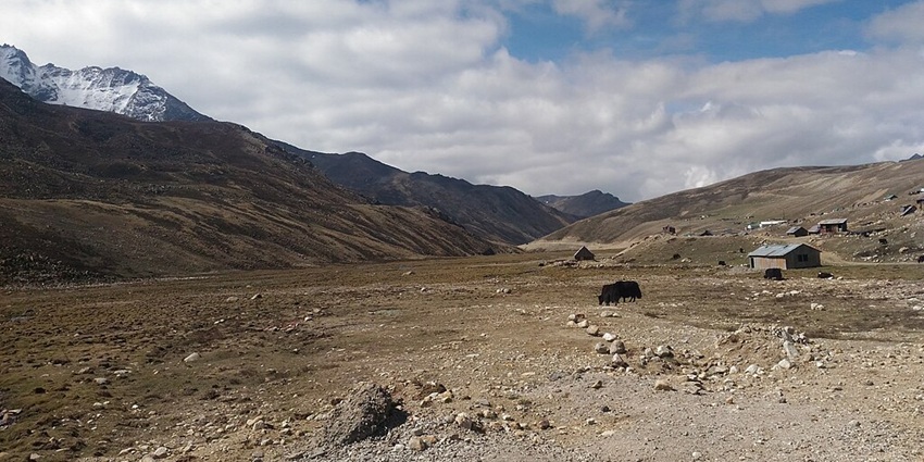 A Himalayan Yak grazes on the ground in Thangu Valley, a cold desert in Northern Sikkim