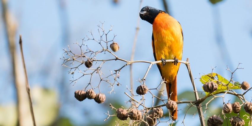 Thattekad Bird Sanctuary, a biodiversity hotspot for avian species.
