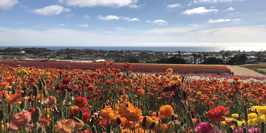 An image of vibrant flowers at Carlsbad Ranch, a romantic setting for Valentine's Day.