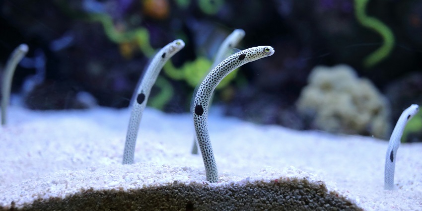 Some unusual looking white and grey snakes are sneaking from a rock in Lisbon Oceanarium