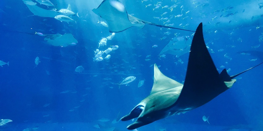A stingray is swimming in the clean blue water of an aquarium alongside other creatures