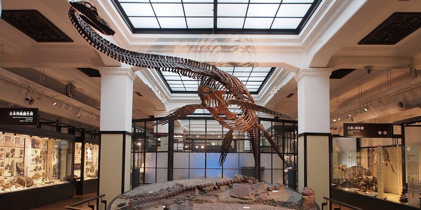 An exhibit inside Japan's National Museum of Nature and Science, showcasing wildlife.