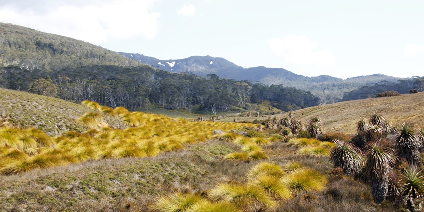An image of a grassland with white flower shrubs, Tasmania’s Overland Track landscape.