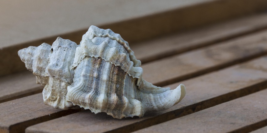 An image showing a conch shell similar to the one in The Seashell Museum, Puerto Peñasco.