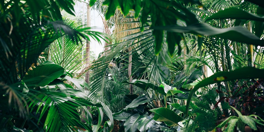 A lush green garden with dense tropical plants and vibrant & creating a peaceful, natural atmosphere.