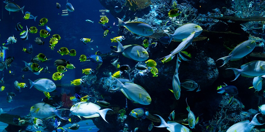 An image of exotic reptiles and amphibians on display in Antalya Aquarium.