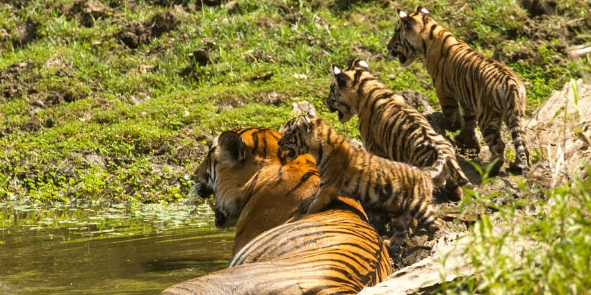A majestic tiger with cubs at Tiger Park Phuket, showcasing their playful bond.