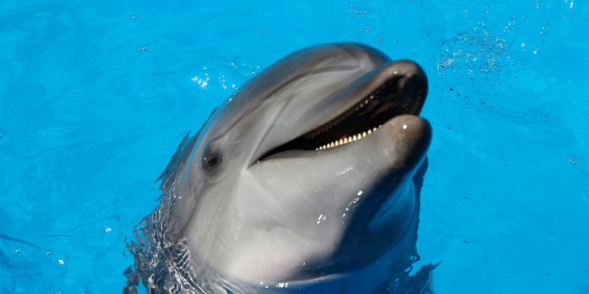 Dolphin watching tours during sunsets are one of the best things to do in Baa Atoll.