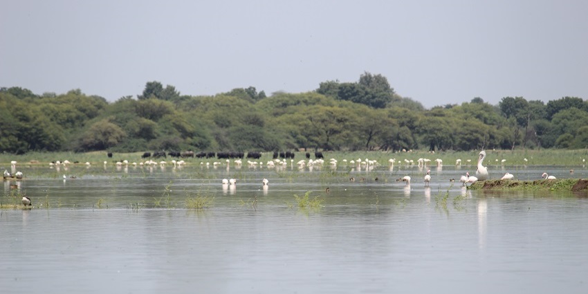 A peaceful freshwater lake attracting pelicans, flamingos, and migratory birds in one of the most famous Bird Wildlife Sanctuaries.