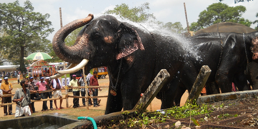 An image of the vibrant Thrissur Pooram celebration, one of the popular festivals in April in India
