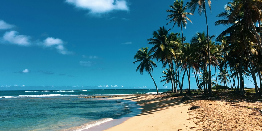 A serene beach on Thulusdhoo Island, lined with swaying palm trees and soft sands.