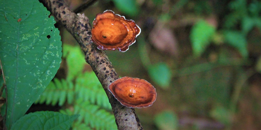 Fungus in the Sinharaja Forest Reserve.