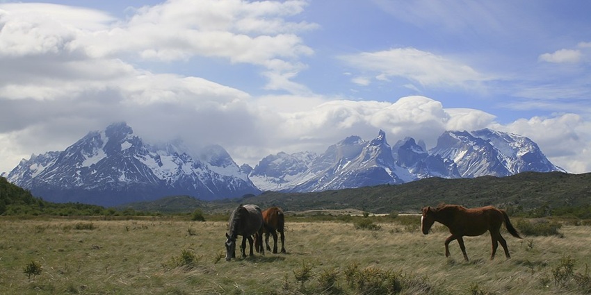 Stunning wildlife and scenery in Torres del Paine National Park.