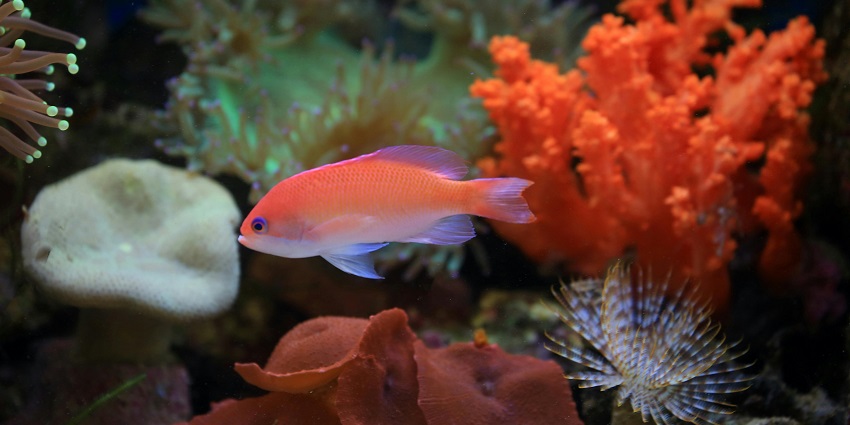An image of a visitor reading information about marine life inside Antalya Aquarium.