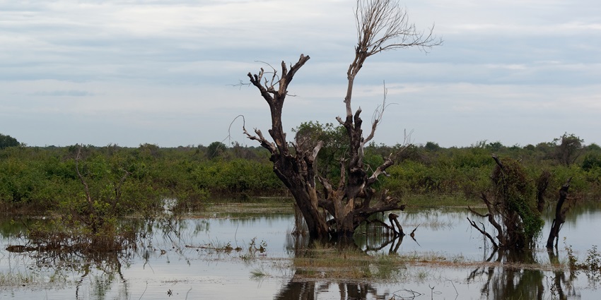 An image of Tonle Sap Lake, a best place near Siem Reap, with boats and trees.