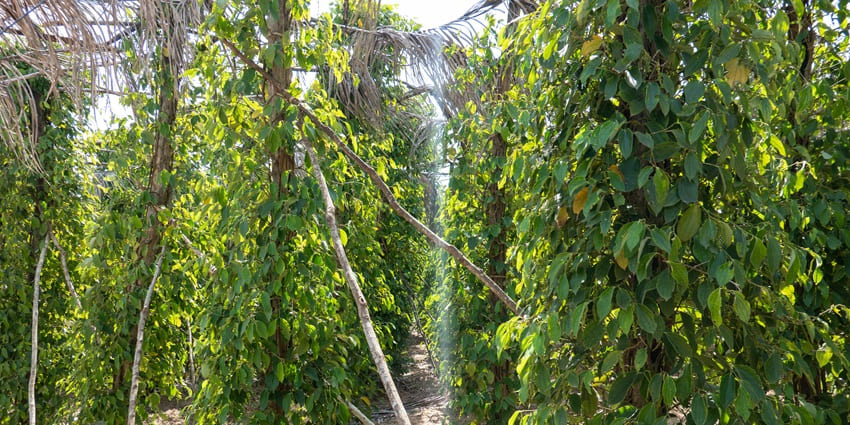 Rows of pepper vines supported by wooden poles stretch across a verdant plantation