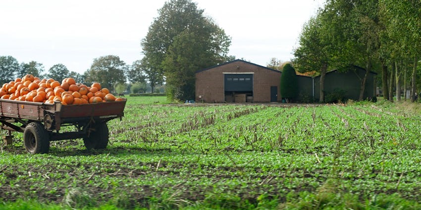 A rustic farm scene featuring a wooden cart filled with freshly harvested pumpkins