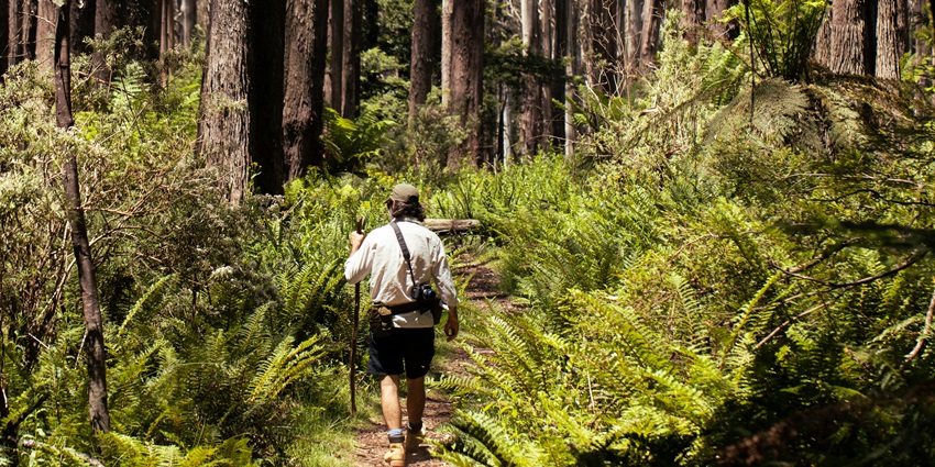 Peaceful nature walk through a serene forest trail, around the waterfalls