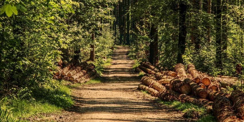 View of the lush forests of the island, offering trekking trails for all adventure lovers.