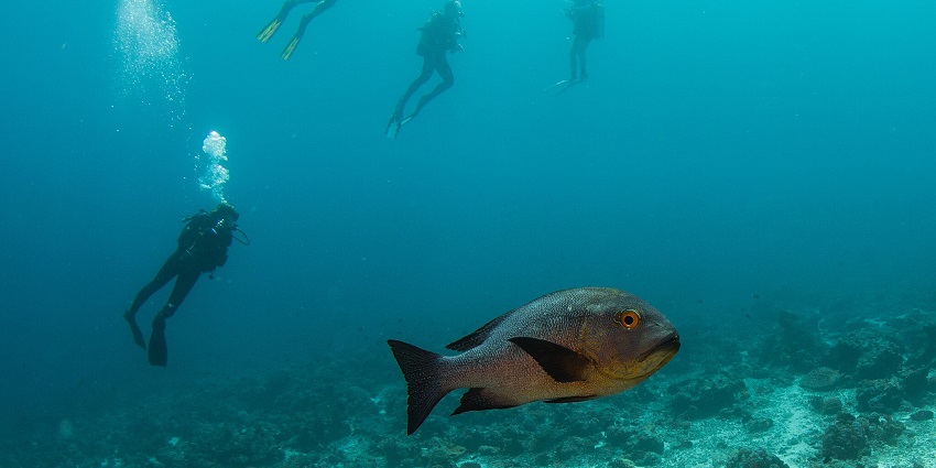 Things to do in the Maldives in April include diving into one of the best sites, home to sharks, rays, and vibrant reefs.