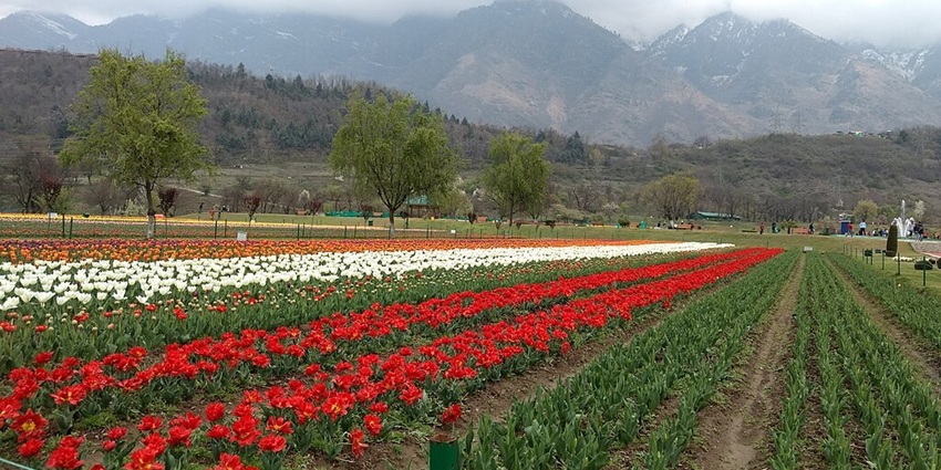 Tulip garden with unique colourful tulip flowers, people standing and mountains in the back