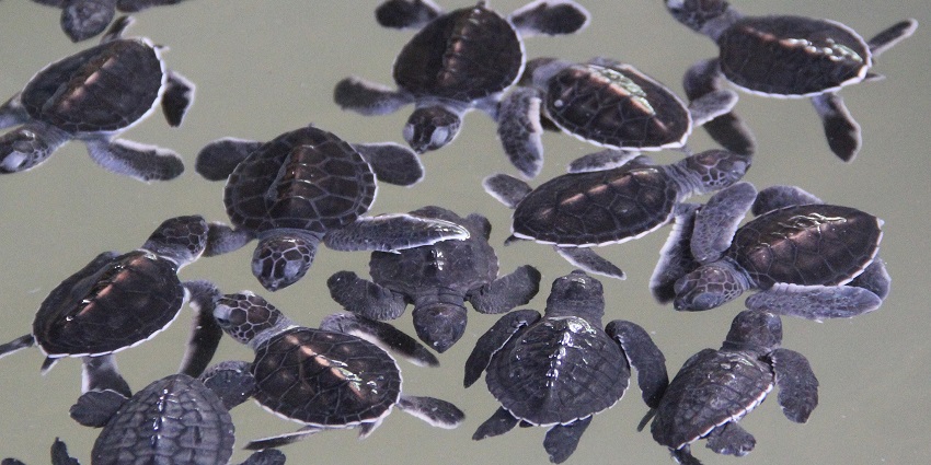 Visit the Turtle Sanctuary on Gili Trawangan before experiencing the nightlife in Gili.
