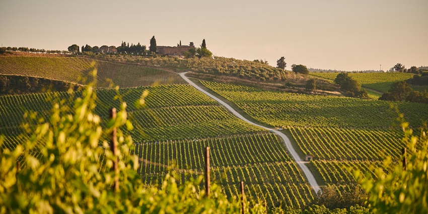 A scenic vineyard in Sauzal, Chile, featuring ancient vines and a dedicated local grower.