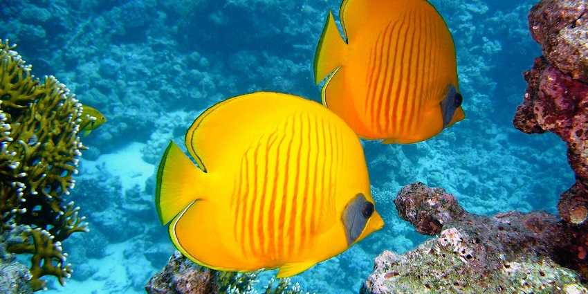 An image of an underwater scooter in Nusa Dua, one of the water sports for all.