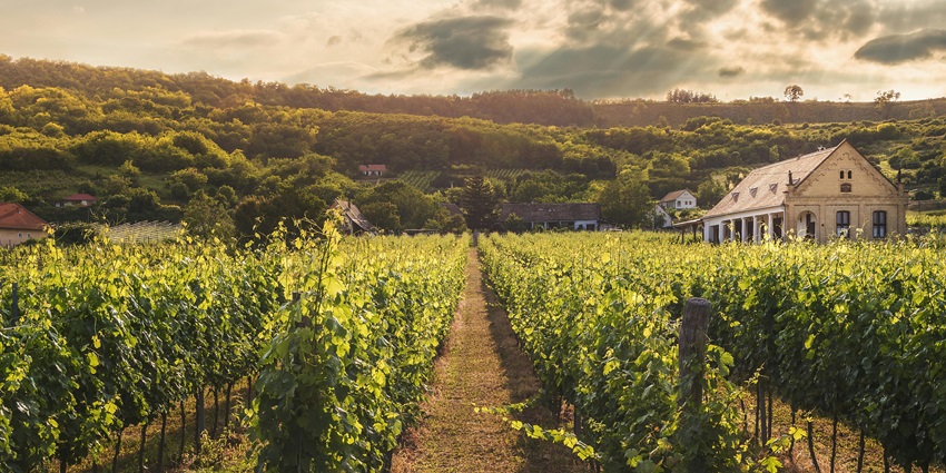 Brookfields Vineyard is a boutique winery offering a variety of handcrafted wines.