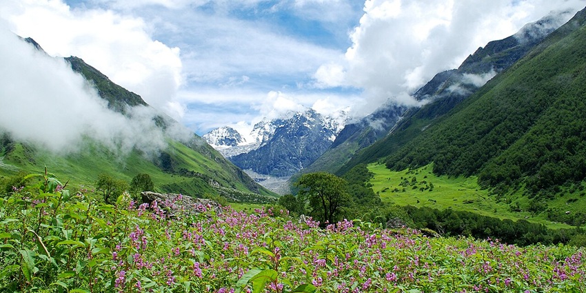 An image of the Valley of Flowers, with pink flowers, large rocks, and misty mountains in the background.