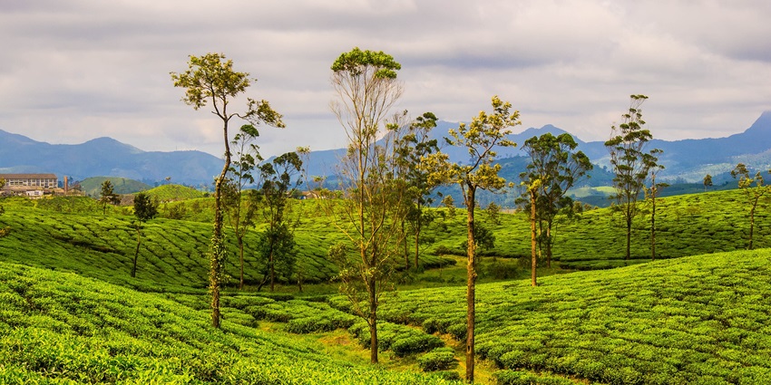A view of Valparai, one of the serene hill stations in South India, during summer.