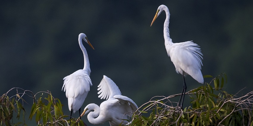 A group of white storks at the Van Long Nature Reserve, a stunning tourist attraction in Ninh Binh.