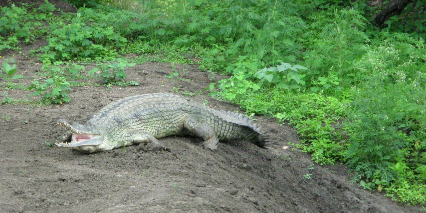 An image of a crocodile with its mouth open, lying on the ground surrounded by green vegetation in the Van Vihar National Park