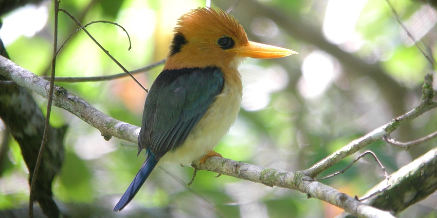 The Yellow-billed Kingfisher can be spotted at the Varirata National Park near New Guinea Island.