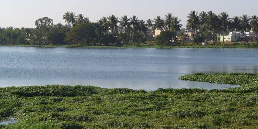 Big lake with magnificent and tiny water plants, faraway buildings, and a clear sky