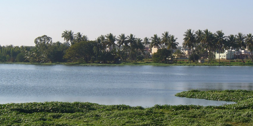 Varthur lake in Whitefield with green water weeds covering the lake, distant palm trees and buildings.