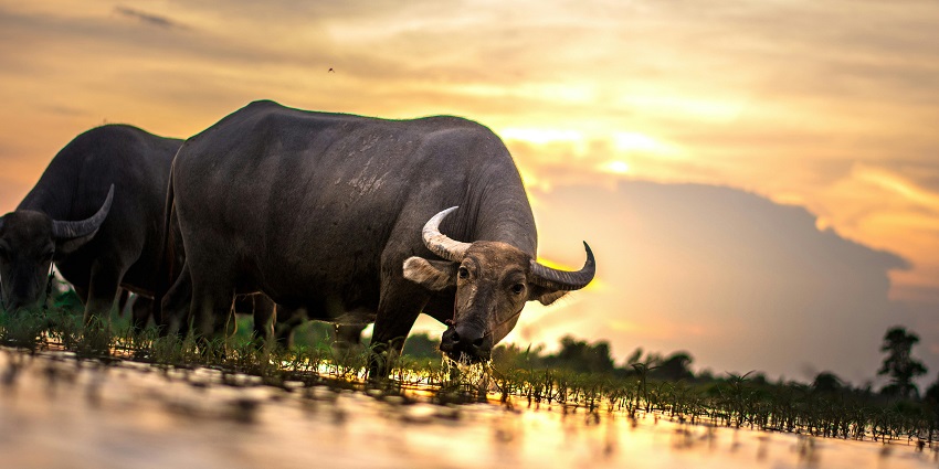 View of wild buffaloes during the Tadoba Jungle Safari