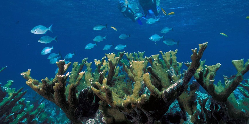 Ko Chang features snorkeling and diving among vibrant coral reefs, marine life, and clear waters