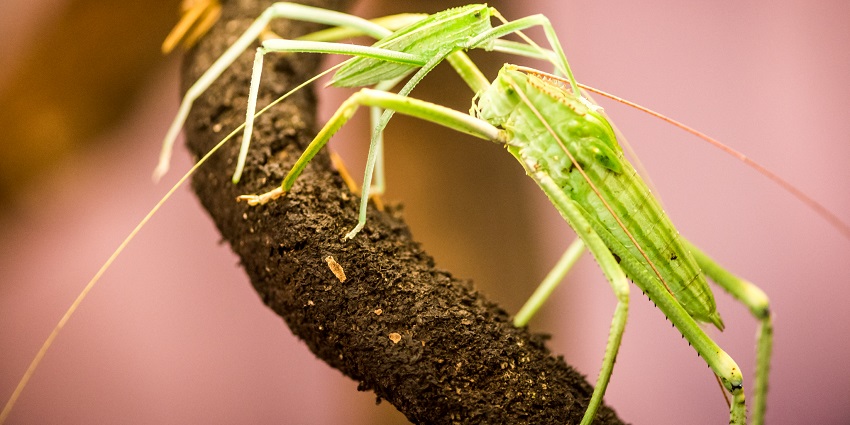 An image of a camouflaged green stick insect on a branch in the Victoria Bug Zoo, one of the best museums in Victoria.