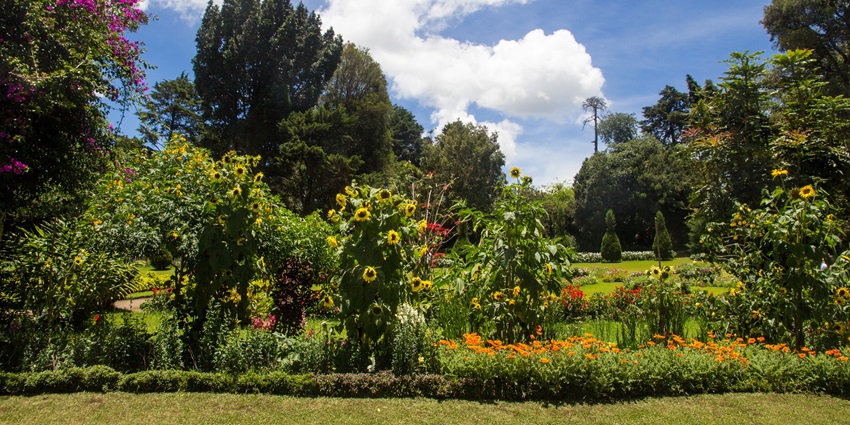 An image of Victoria Park in Nuwara Eliya, one of the best places to visit in Sri Lanka.