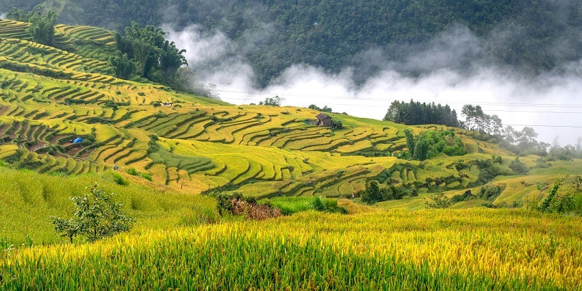 Admire breathtaking terraced rice fields stretching across the Bali landscape in Indonesia.