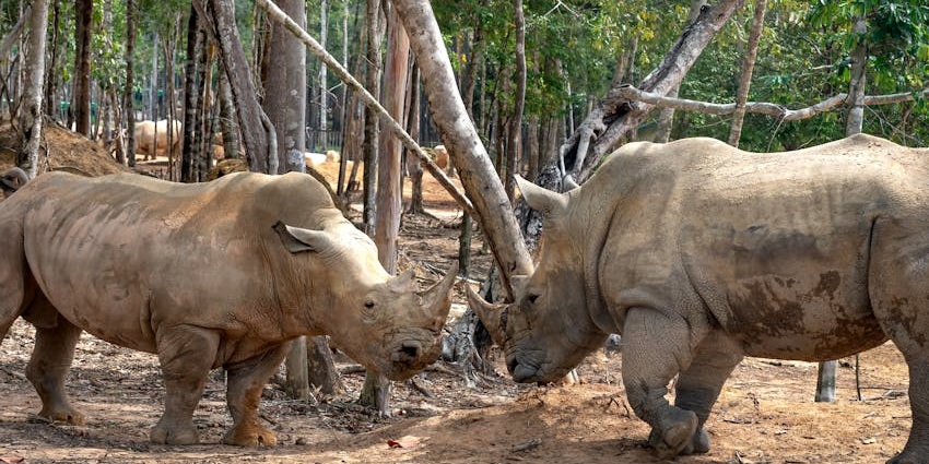 Majestic rhinoceros roaming freely at Vinpearl Safari Phu Quoc, Vietnam's largest wildlife conservation park.