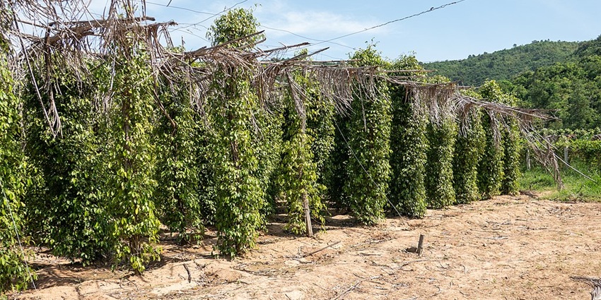 An image of a Kampot Pepper Farm for visiting, one of the best things to do in Kampot.