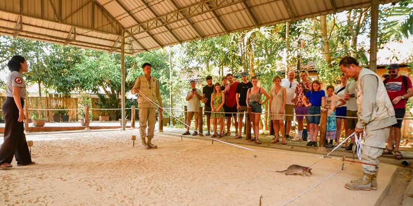 African pouched rats at APOPO Center trained to detect landmines in interactive exhibits.