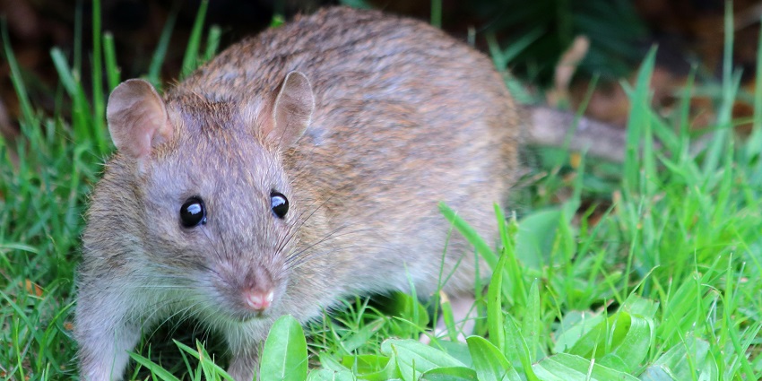 An image of Bosco the HeroRat sniffing for mines in APOPO's humanitarian demining efforts
