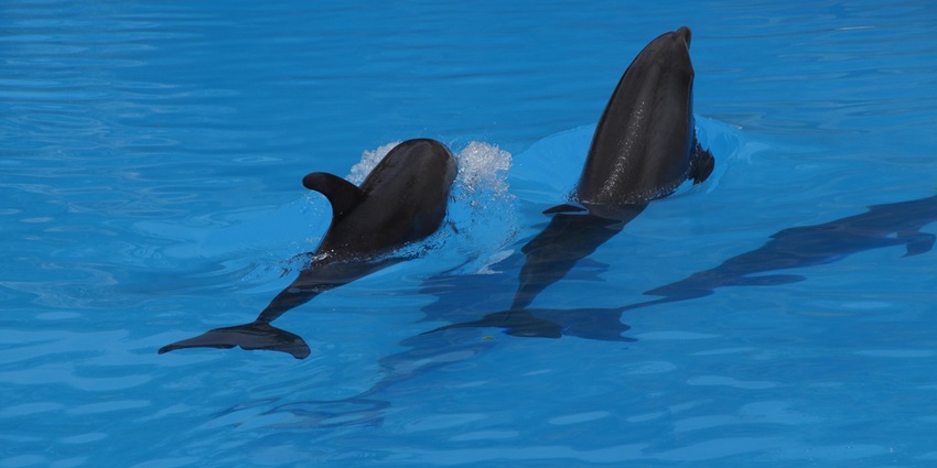 Dolphin swimming in clear water, one of the top things to do on Palau Island.